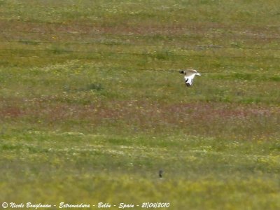 Little Bustards - one in flight and the second on the ground