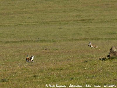 Great Bustards males