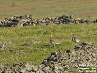 Great Bustards females