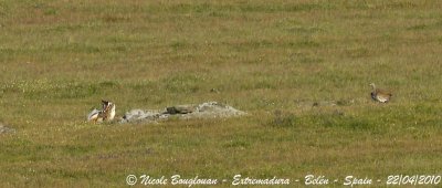 Great Bustard pair