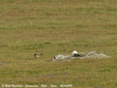 Great Bustard pair