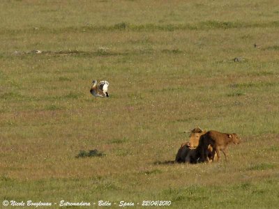 Great Bustard and cattle