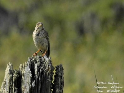 CORN BUNTING