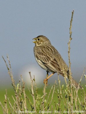 CORN BUNTING singing