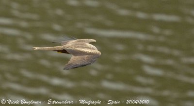 BLACK KITE hunting