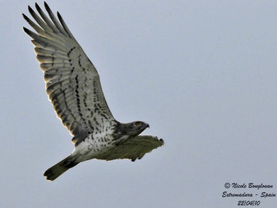 Short-toed Snake-Eagle