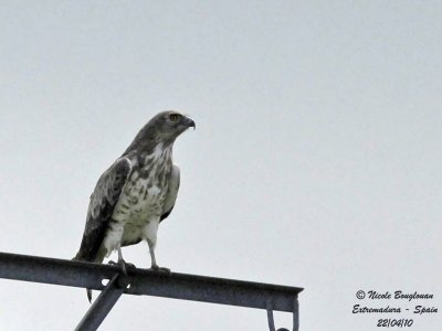 SHORT-TOED SNAKE-EAGLE - CIRCAETUS GALLICUS