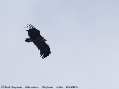 MONK or BLACK VULTURE