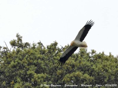 EGYPTIAN VULTURE - NEOPHRON PERCNOPTERUS