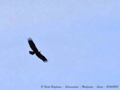 Spanish Imperial Eagle