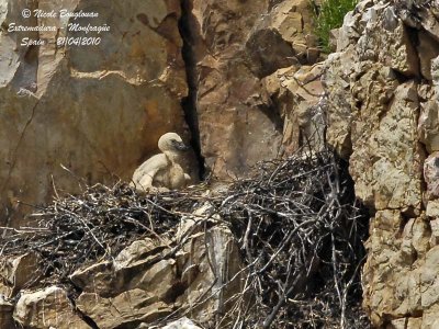 Eurasian Griffon Vulture chick