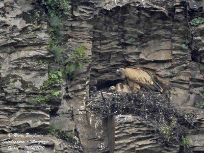Eurasian Griffon Vulture with chick at nest