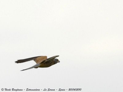 COMMON KESTREL MALE