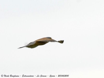 COMMON KESTREL MALE