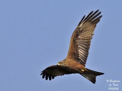 black-kite-flight