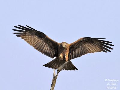 black-kite-branch