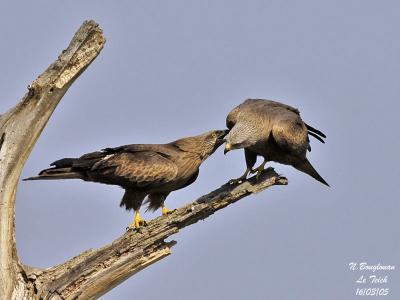 black-kite-milvus-migrans
