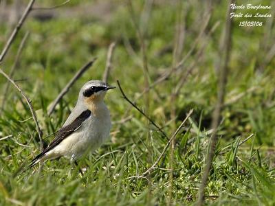 NORTHERN-WHEATEAR - race O.o. libanotica