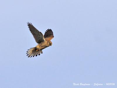 g3/12/647912/3/57300451.COMMONKESTREL1.jpg