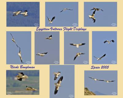 Flight Displays Egyptian Vultures