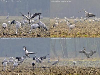 Common Cranes mating dance