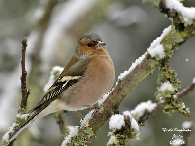 COMMON-CHAFFINCH-male