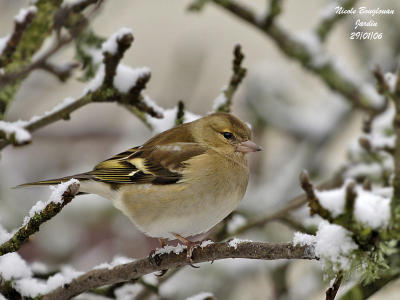 COMMON-CHAFFINCH-female