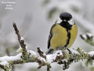 GREAT-TIT