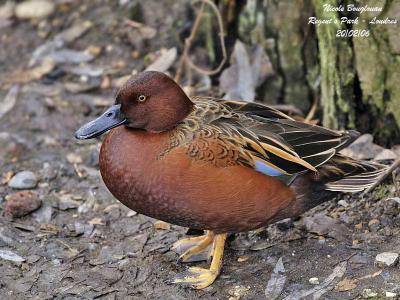 CINNAMON TEAL - ANAS CYANOPTERA - SARCELLE CANNELLE