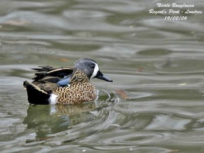 BLUE-WINGED TEAL - ANAS DISCORS - SARCELLE A AILES BLEUES