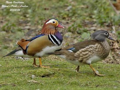MANDARIN-DUCK-pair