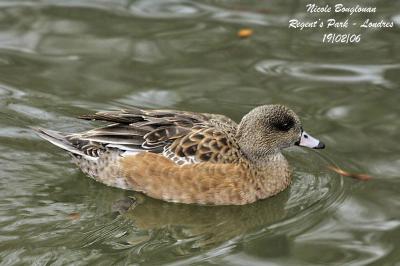 g3/12/647912/3/57367901.AMERICANWIGEONfemale.jpg