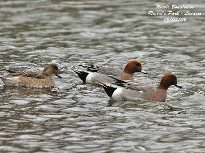 g3/12/647912/3/57367959.EURASIANWIGEONMandF.jpg