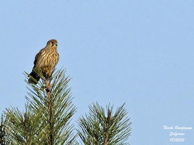 g3/12/647912/3/57368627.COMMONKESTRELfemale.jpg