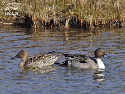 g3/12/647912/3/57400477.NORTHERNPINTAIL.jpg