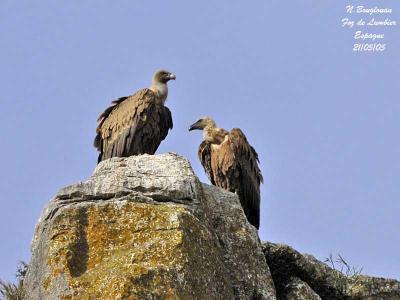 g3/12/647912/3/57402299.EURASIANGRIFFONVULTURES.jpg