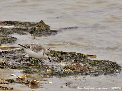 SANDERLING