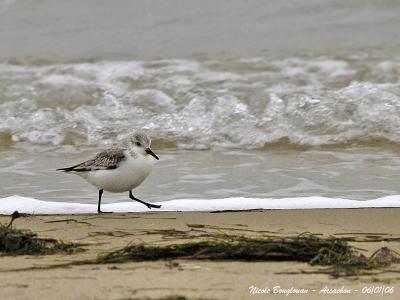 SANDERLING