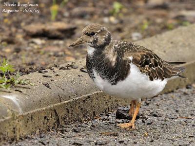 RUDDY-TURNSTONE Juvenile