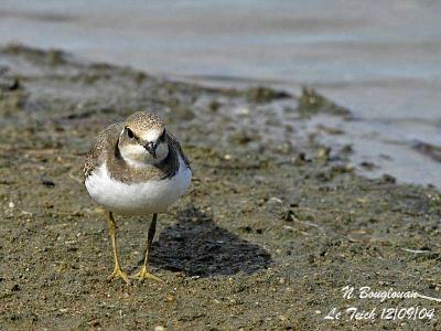 LITTLE-RINGED-PLOVER