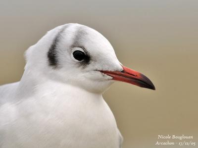 BLACK-HEADED-GULL