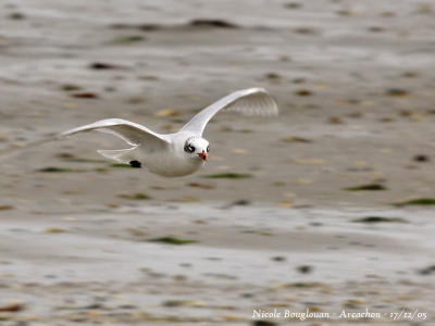 g3/12/647912/3/57416754.MEDITERRANEANGULL1.jpg