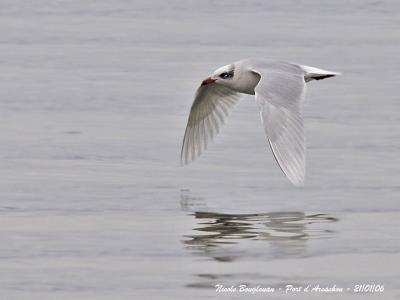g3/12/647912/3/57416796.MEDITERRANEANGULL.jpg