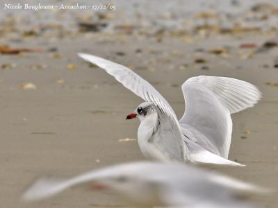 g3/12/647912/3/57416824.MEDITERRANEANGULL3.jpg