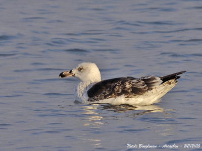 GREAT-BLACK-BACKED-GULL