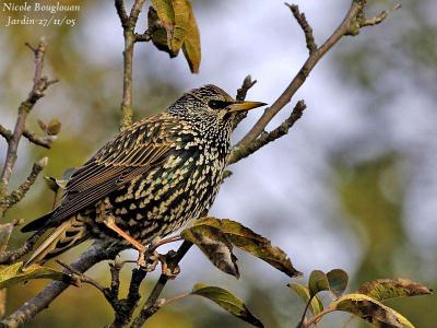 COMMON-STARLING