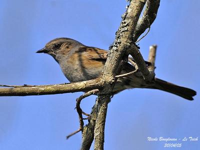 DUNNOCK-adult