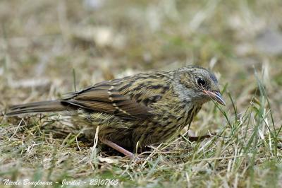 DUNNOCK-juvenile