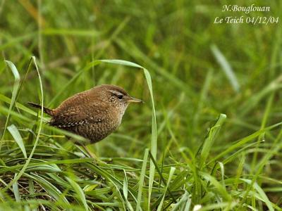 g3/12/647912/3/57554103.WINTERWREN.jpg