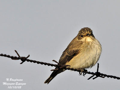 SPOTTED-FLYCATCHER